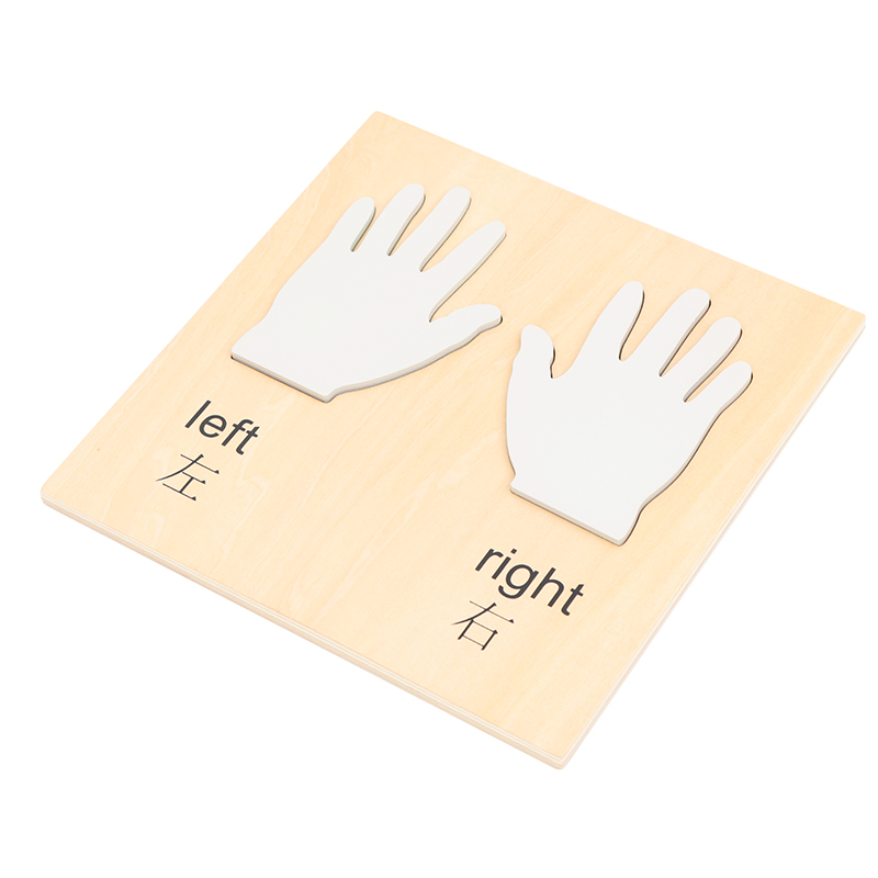 Hands（Right And Left Hand ） Language Chinese With English L230
