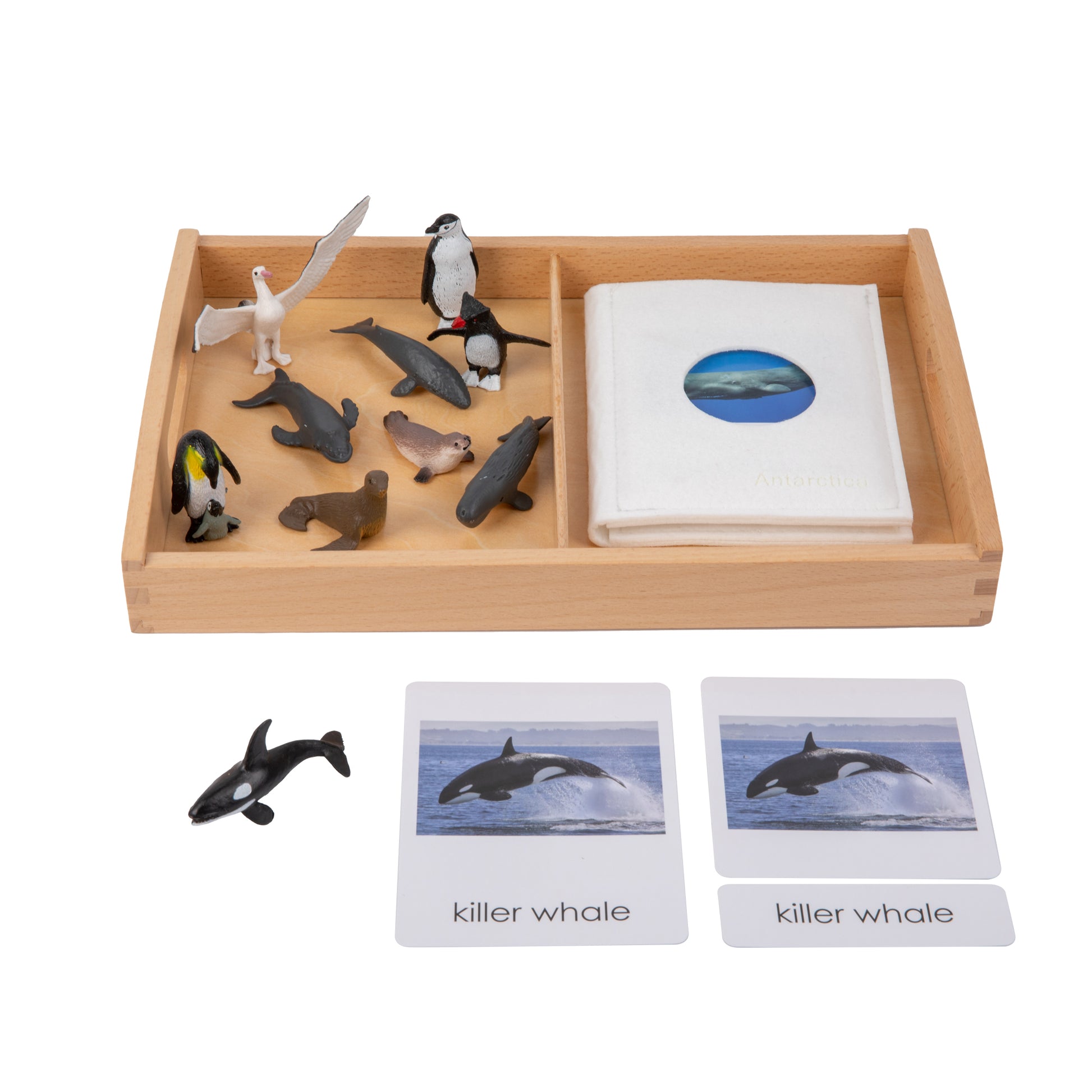 Animal from Antarctica Objects with Sorting Cards G102-4+G102-4M-1+D064