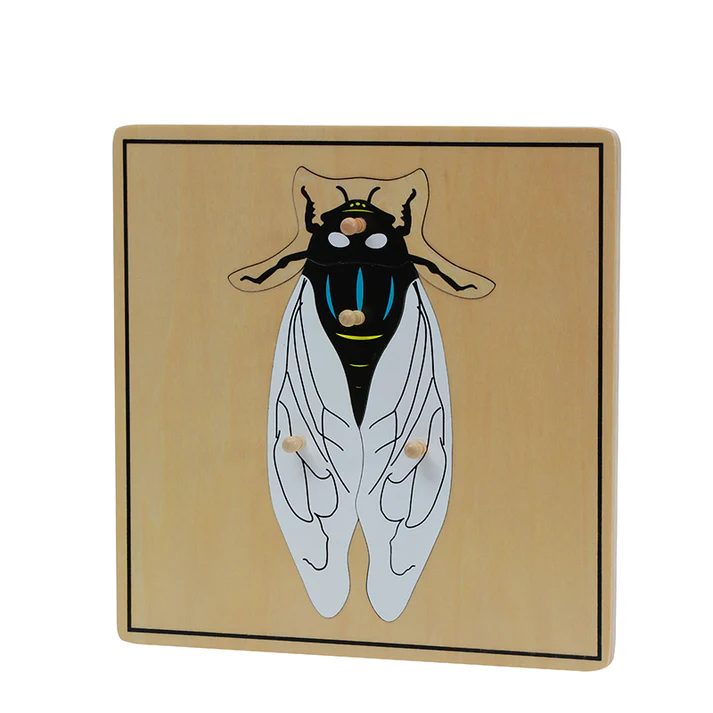 Cicada Puzzle B250