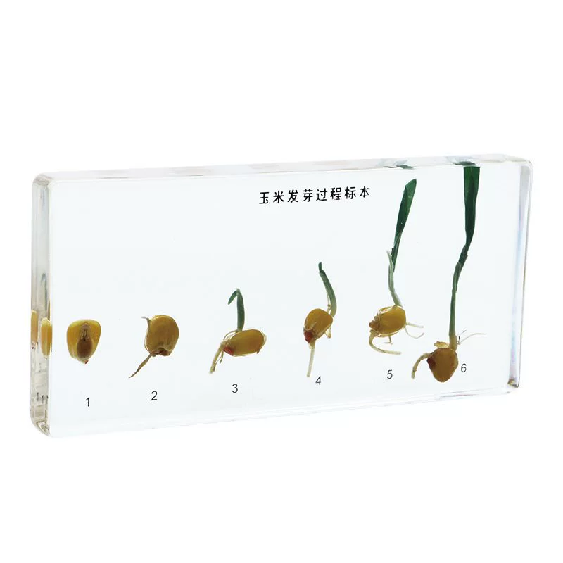 Corn Germination D402