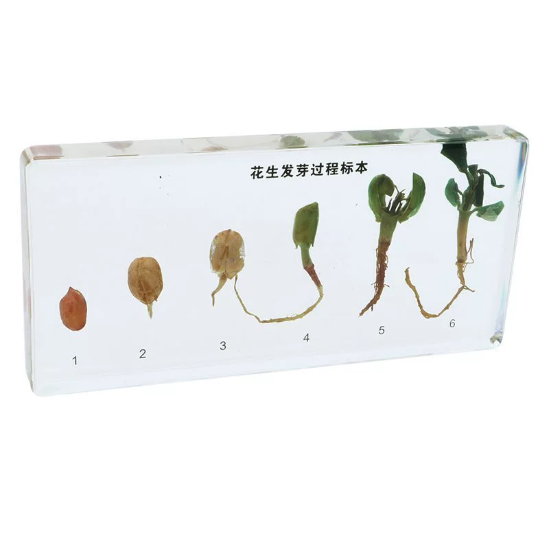 Peanut Germination B406