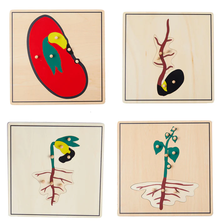 Plant Growth Puzzle 4 Pieces B370