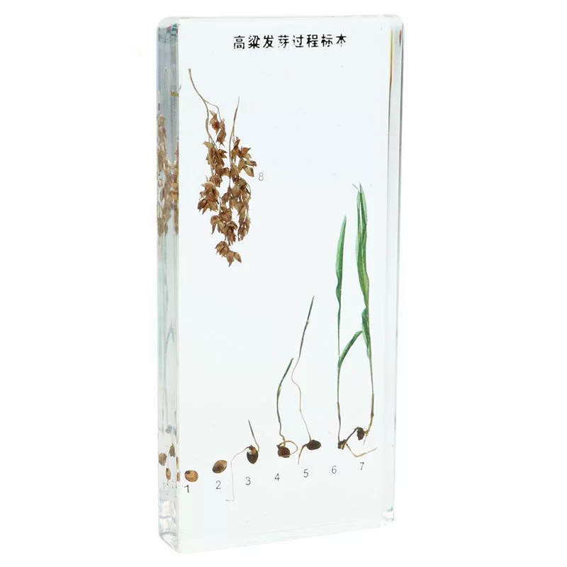 Sorghum Germination D401