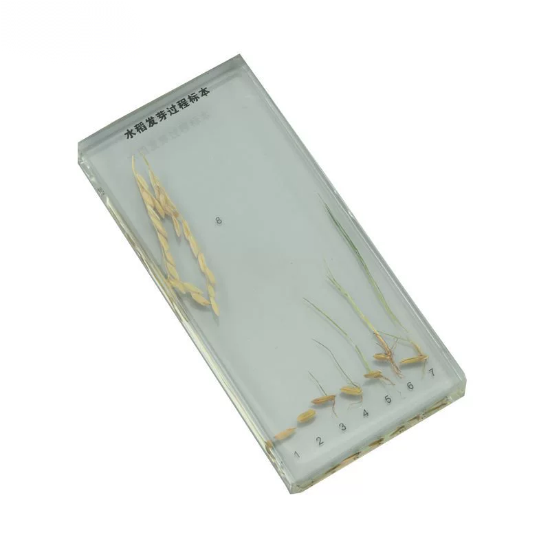 Paddy Rice Germination D405