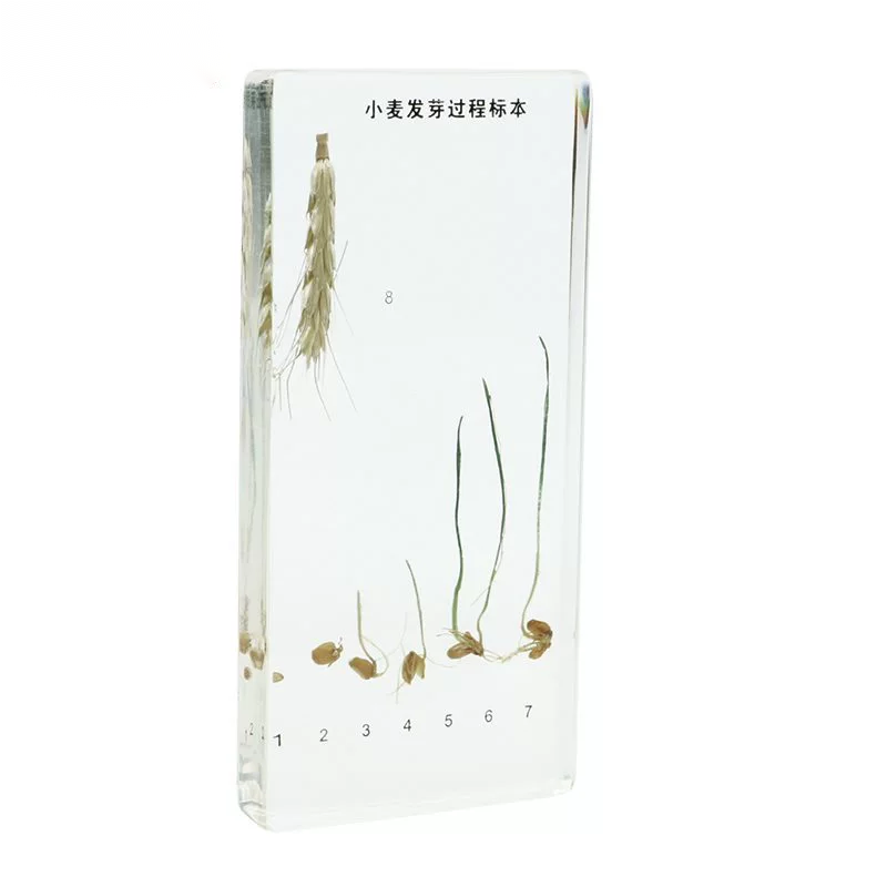 Wheat Germination D404