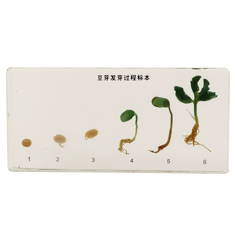 Bean Germination D403