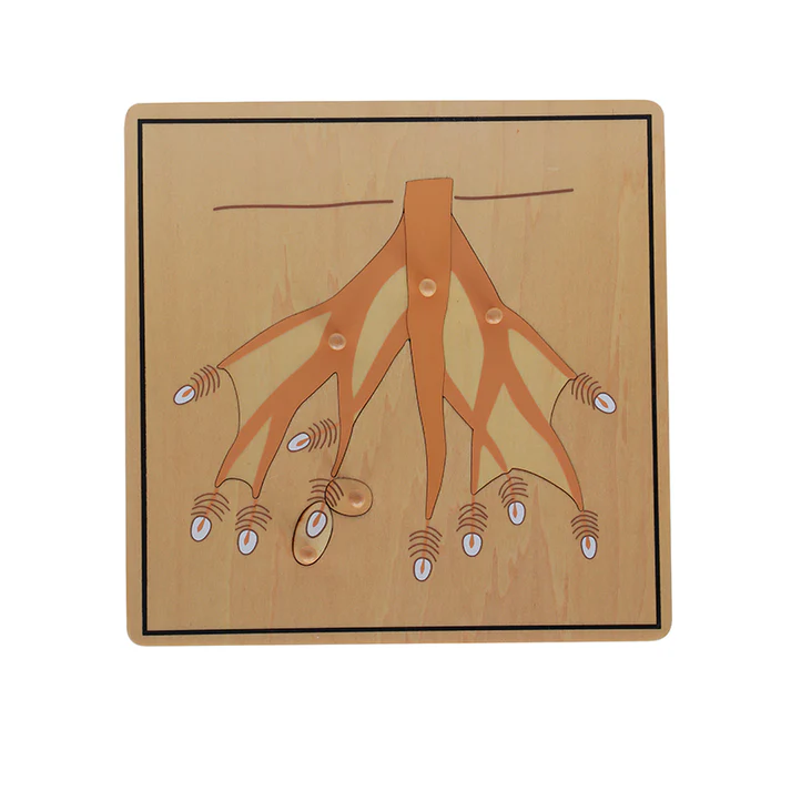 Root Puzzle B320