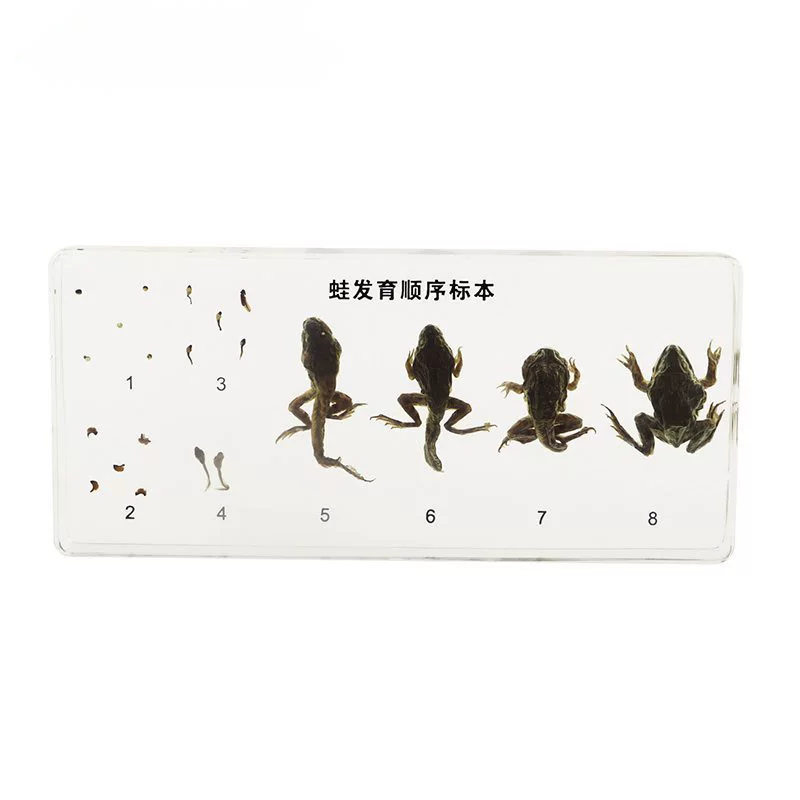 Frog development (16.3*7.7*2cm) D417