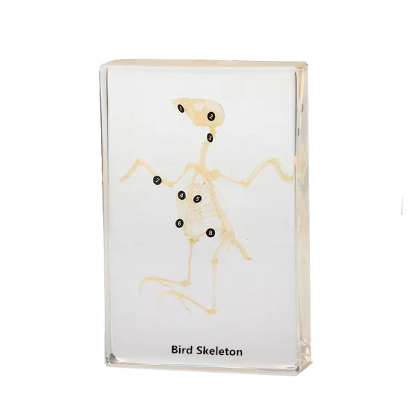 Bird Skeleton D421