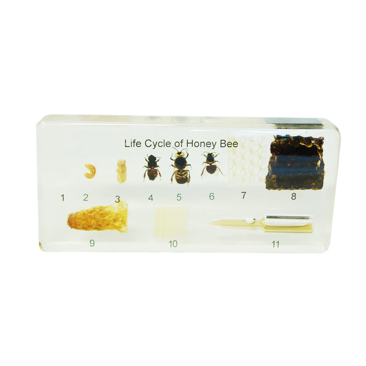 Life Cycle of Honeybee D416