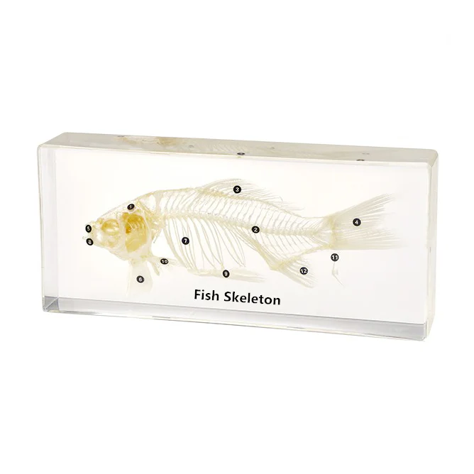 Fish Skeleton D423