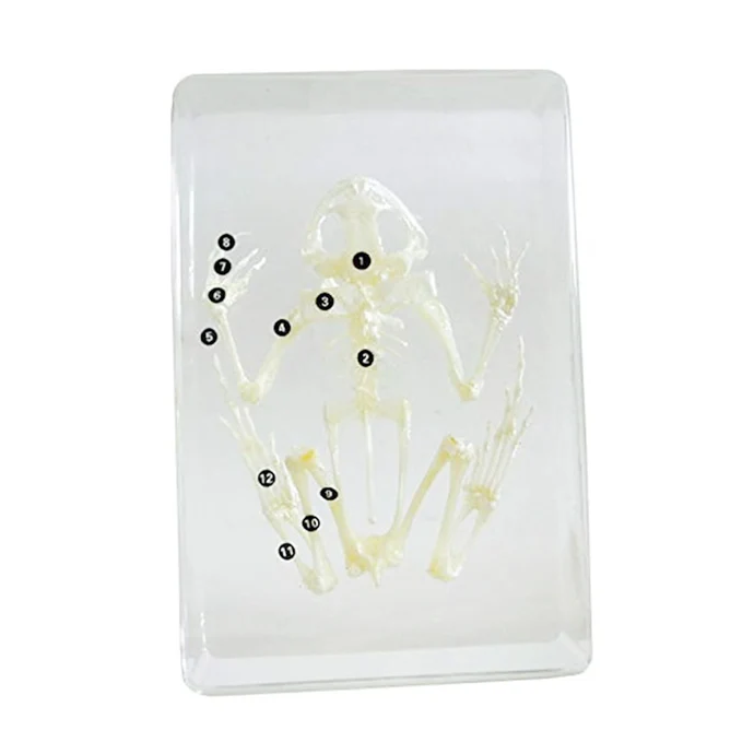 Frog Skeleton D422