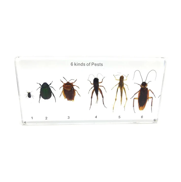 Six kind of harmful insects collection (16.3*7.7*2) D425