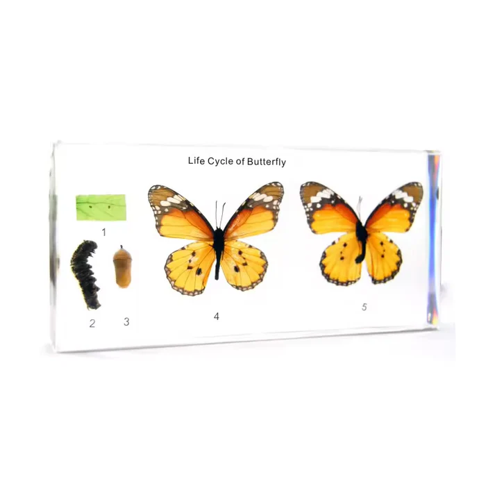 Life Cycle of Cabbage Butterfly D412