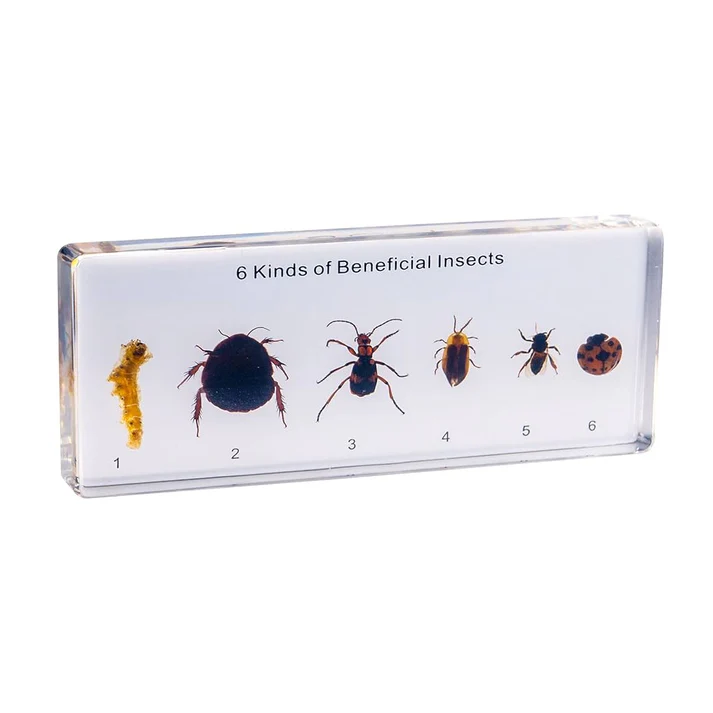 Six kind of useful insects collection (16.3*7.7*2) D424