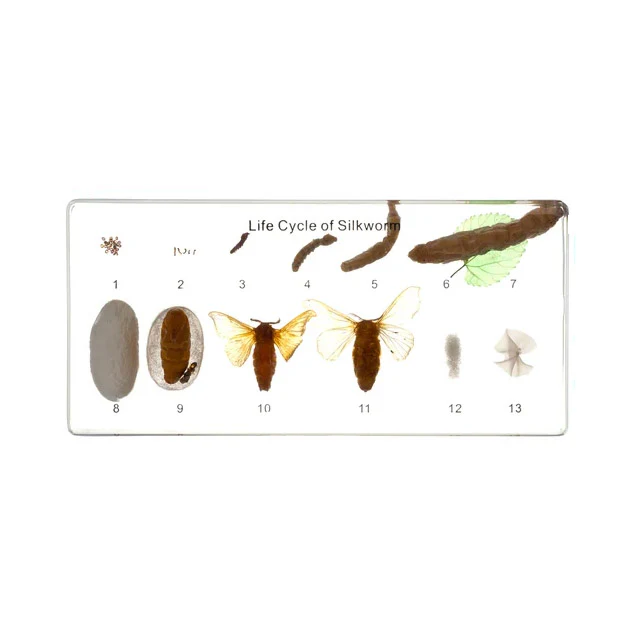 Life Cycle of Silkworm D415