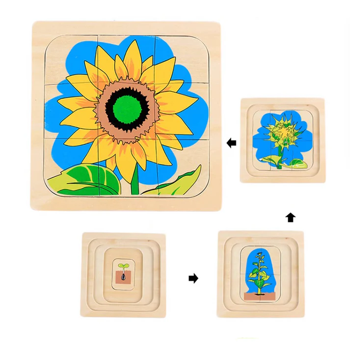 Life Cycle of Sunflower B450