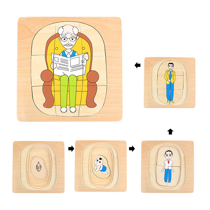 Life Cycle of Man Puzzle B410