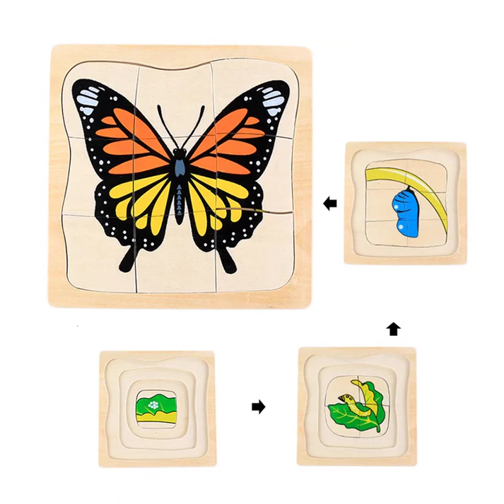 Life Cycle of Butterfly B440