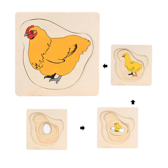 Life Cycle of Chock B460
