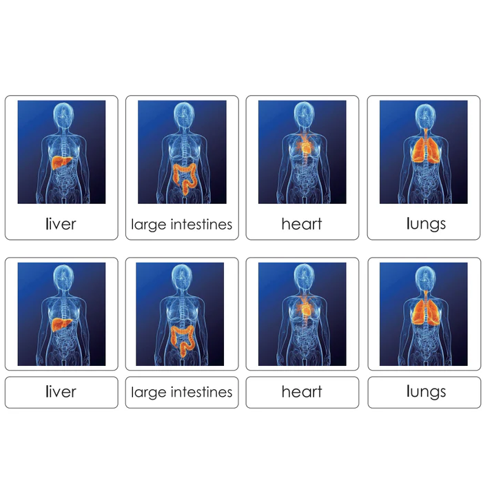 Sorting Cards-Human Organs EN LC100
