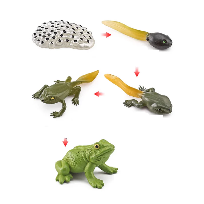 Life cycle of a Frog objects LTG97