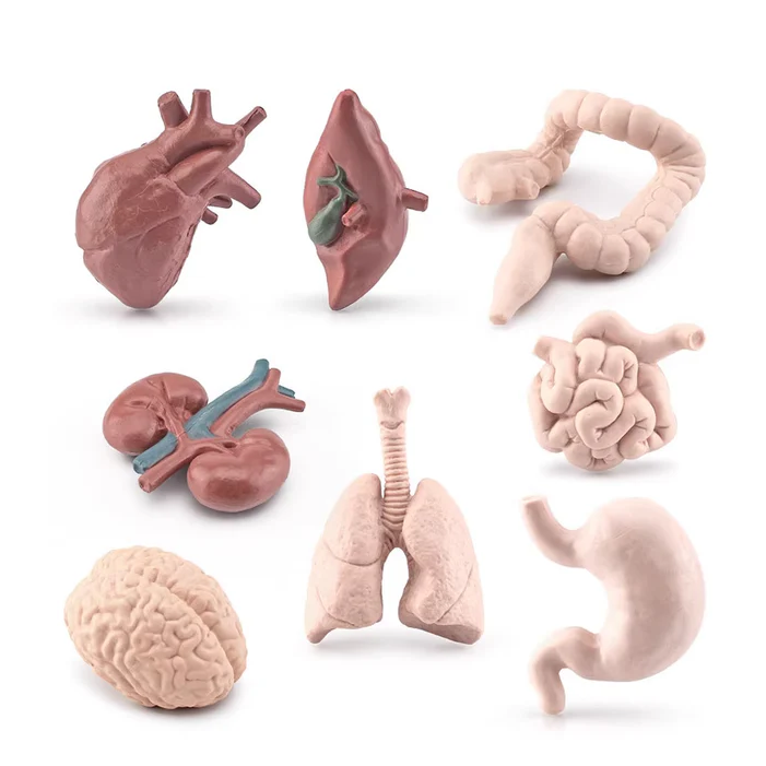 Objects - Human Organs LT100