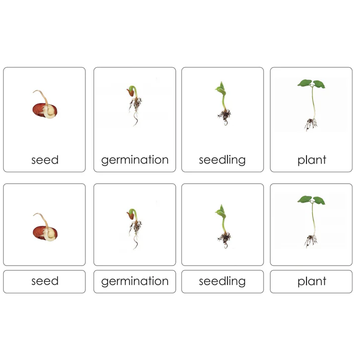 Sorting Cards-Seed Life Cycle EN LTG91-1