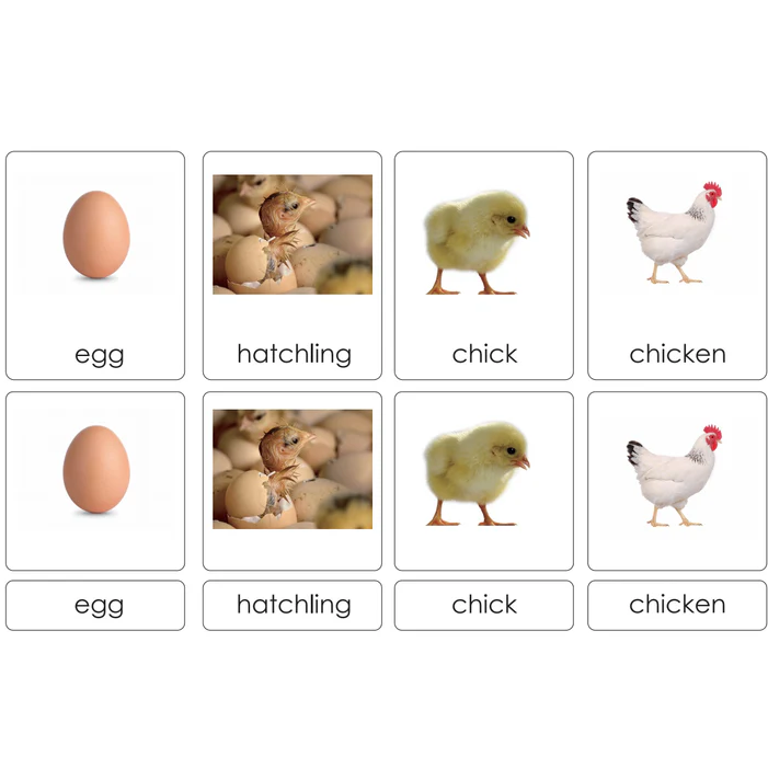 Sorting Cards-Chick Life Cycle EN LTG96-1