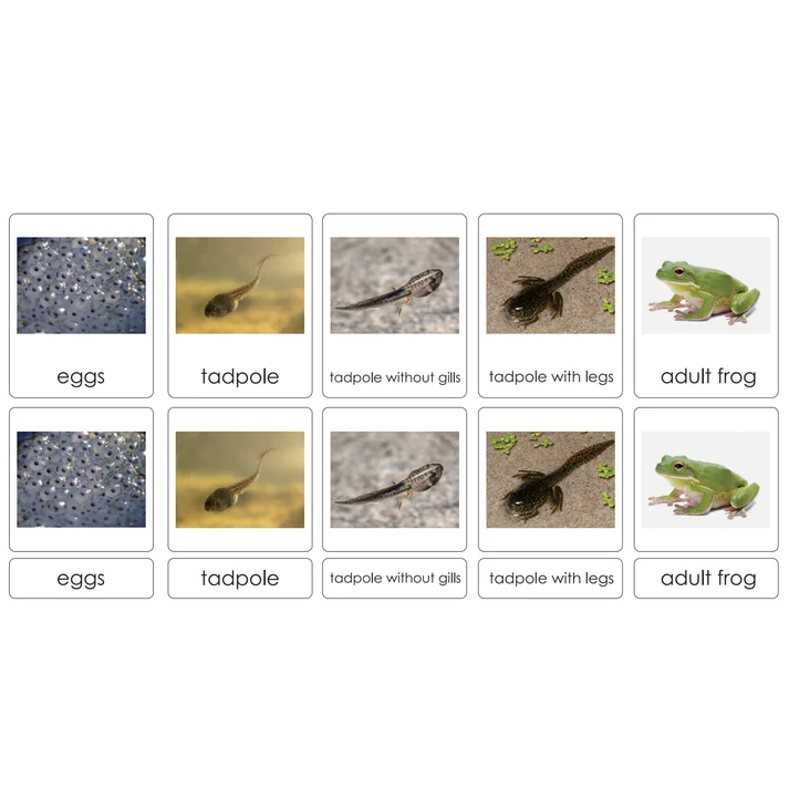 Life cycle of a Frog cards EN LTG97-1