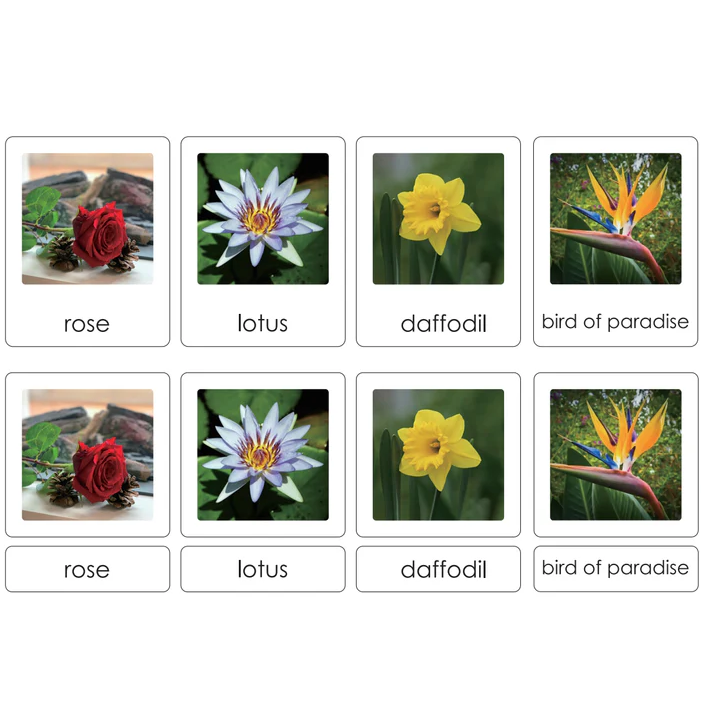Sorting Cards-Fruits &  Flower EN LT119-1