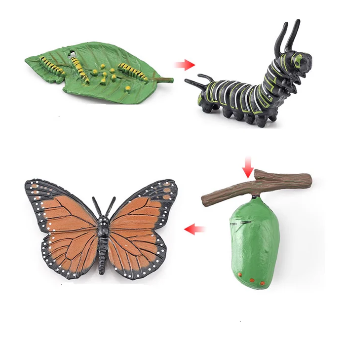 Life Cycle Objects - Butterfly LTG94