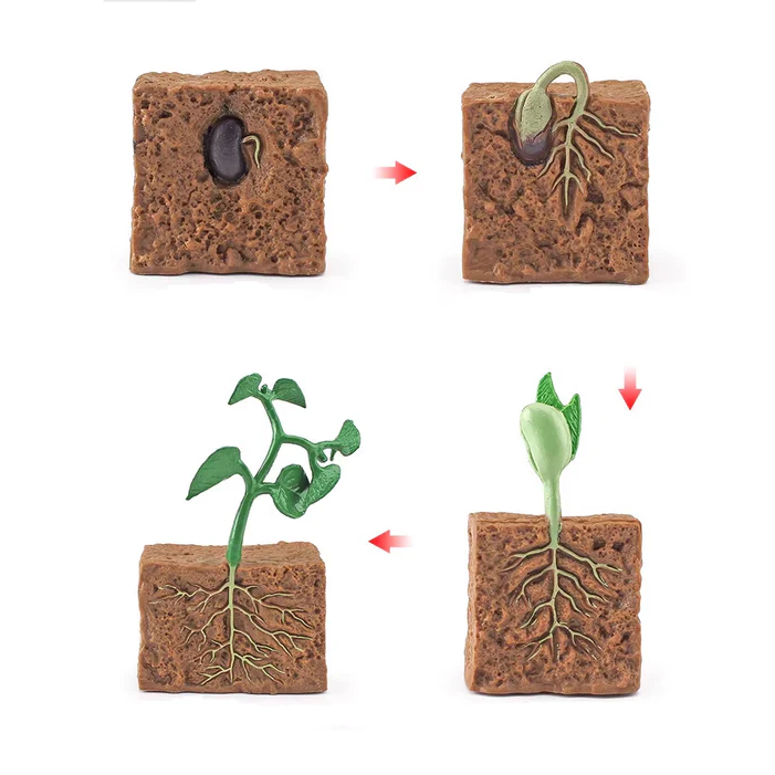 Life Cycle Objects-Seed LTG91