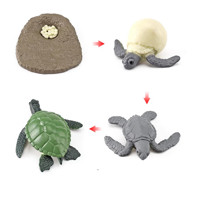 Life Cycle Objects -Turtle LTG93