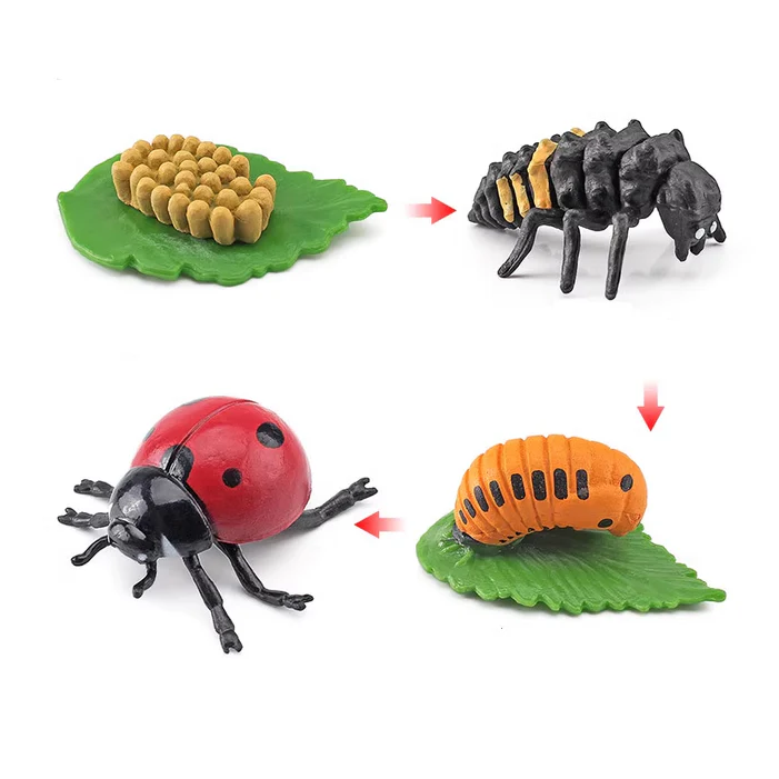 Life Cycle Objects- Ladybug LTG92