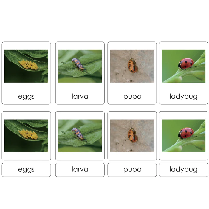 Sorting Cards-Ladybug Life Cycle EN LTG92-1