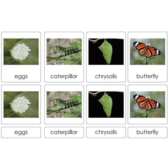 Sorting Cards-Butterfly Life Cycle EN LTG94-1